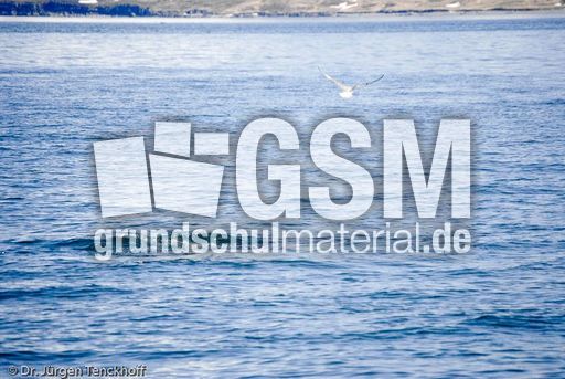 Buckelwal (46 von 57).jpg